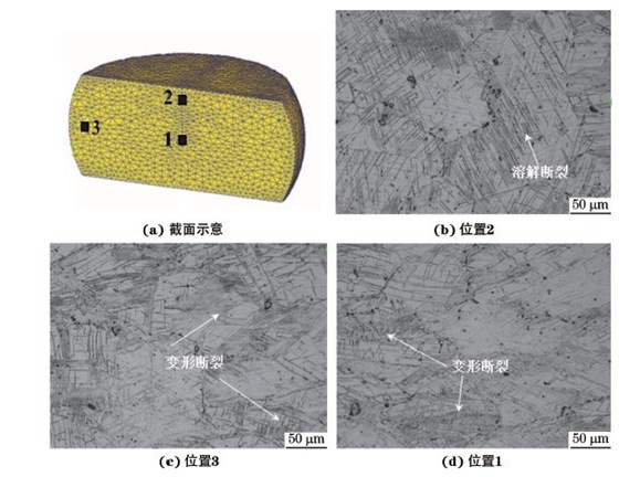 圖３ 在９８０ ℃、應(yīng)變速率為０．０１０s－１下壓縮至應(yīng)變量為３０％后GH４１６９合金不同區(qū)域的顯微組織