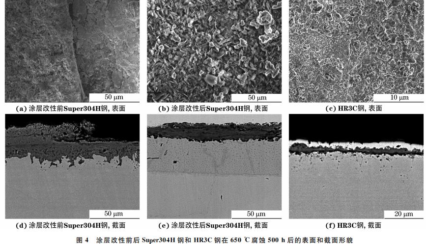 圖４ 涂層改性前后Super３０４H 鋼和 HR３C鋼在６５０ ℃腐蝕５００h后的表面和截面形貌